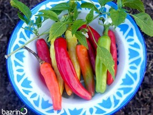 بذر فلفل چارلستون میکس