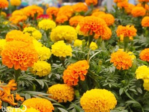 بذر گل جعفری الوان