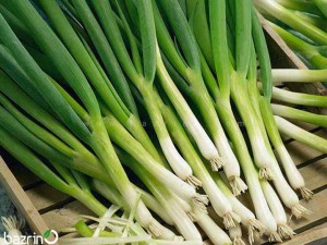 بذر پیازچه سفید