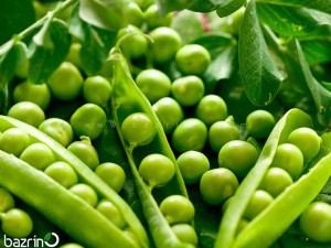 بذر نخود فرنگی