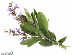 بذر مریم گلی