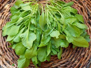 بذر شاهی برگ پهن