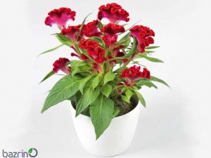 بذر گل تاج خروس چتری قرمز