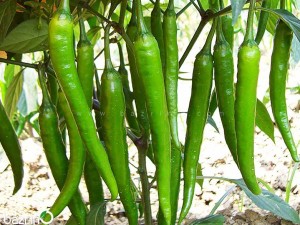 بذر فلفل قلمی سبز شیرین بوته ای
