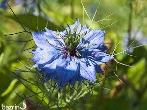 بذر سیاهدانه