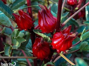 بذر چای ترش