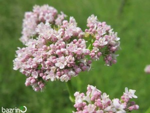 بذر سنبل الطیب