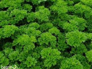 بذر جعفری پیچ