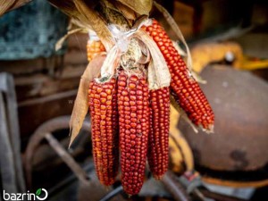 بذر ذرت حنایی