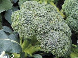 بذر کلم بروکلی تاکی F1