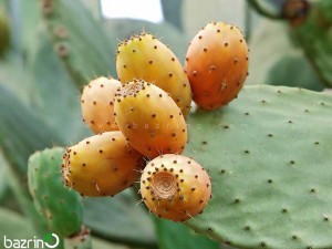 بذر اپونتیا زرد