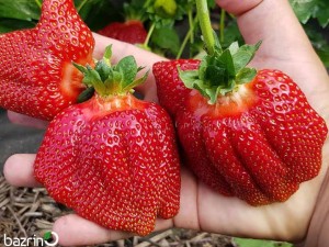 بذر توت فرنگی غول