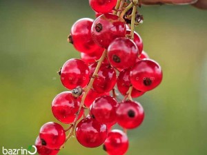 بذر میوه کارنت قرمز