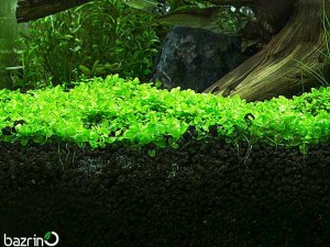 بستر کشت مونت کارلو(خاک آکواریم)