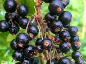 بذر میوه کارنت مشکی