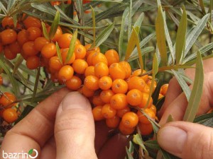 بذر اورنج بری