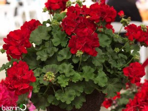 بذر گل شمعدانی قرمز F1