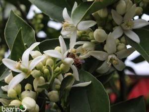 کود کامل گلدهی