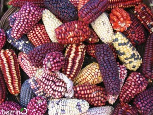 بذر بیبی ذرت میکس