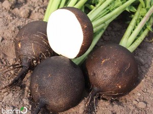 بذر ترب سیاه گرد