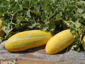 بذر خربزه مینو(مشهدی)