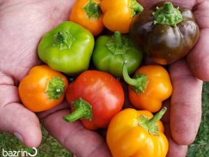 بذر فلفل دلمه ای مینیاتوری میکس