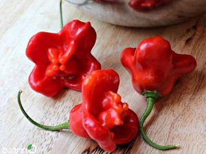 بذر فلفل ستاره ای قرمز