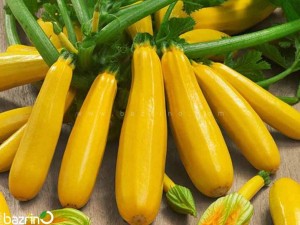 بذر کدو خورشتی طلایی F1