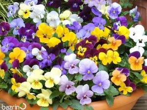 بذر گل بنفشه الوان