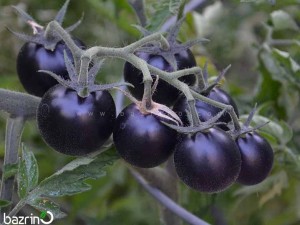 بذر گوجه گیلاسی مشکی