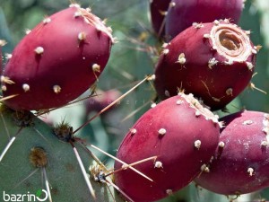 بذر اپونتیا ارغوانی