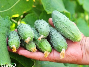 بذر خیار بوته ای خاردار