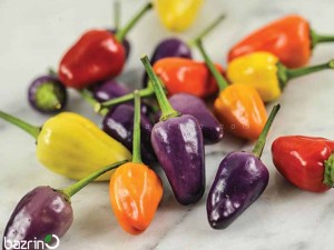 بذر فلفل چری میکس