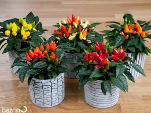 بذر فلفل سالسا گلدانی میکس