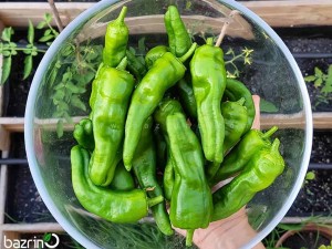 بذر فلفل سبز شیرین پادرون