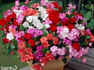 بذر گل پریوش الوان