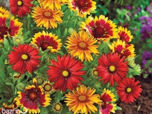 بذر گل رعنا زیبا الوان