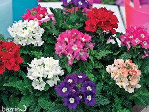 بذر گل شاهپسند الوان