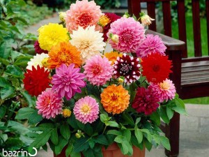 بذر گل کوکب الوان