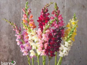 بذر گل میمون الوان