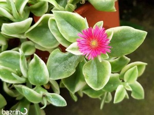 بذر گل ناز یخی الوان