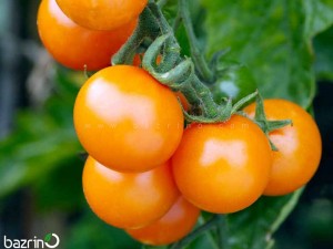 بذر گوجه چری نارنجی درختی