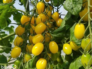 بذر گوجه زیتونی زرد درختی