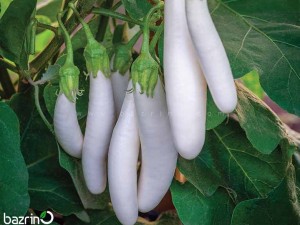 بذر بادمجان سفید قلمی
