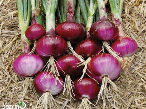 بذر پیاز قرمز