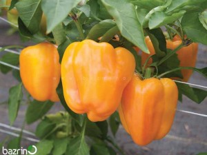 بذر فلفل دلمه ای نارنجی