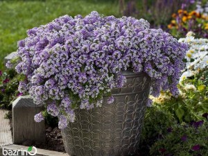 بذر گل آلیسوم بنفش (گل عسل)