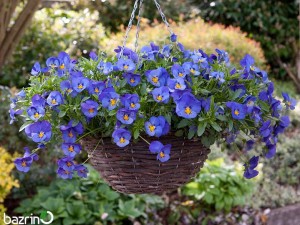 بذر گل بنفشه آبی آسمانی