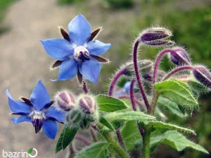 بذر گل گاوزبان اروپایی