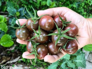 بذر گوجه گیلاسی شکلاتی